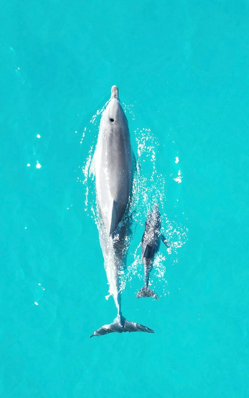 Your B2B Organic Social Strategy Is Now an AI Strategy